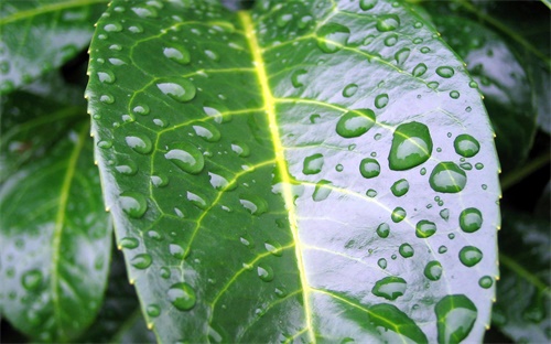 幽默感,幽默就是善于用幽默方式表达挫折困难